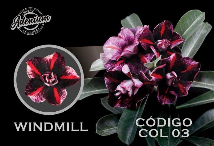 COL/03 WINDMILL PREMIUM