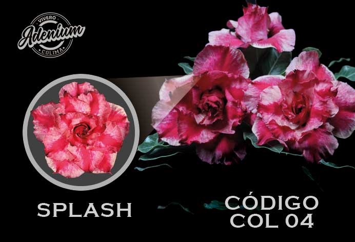 COL/04 SPLASH PREMIUM