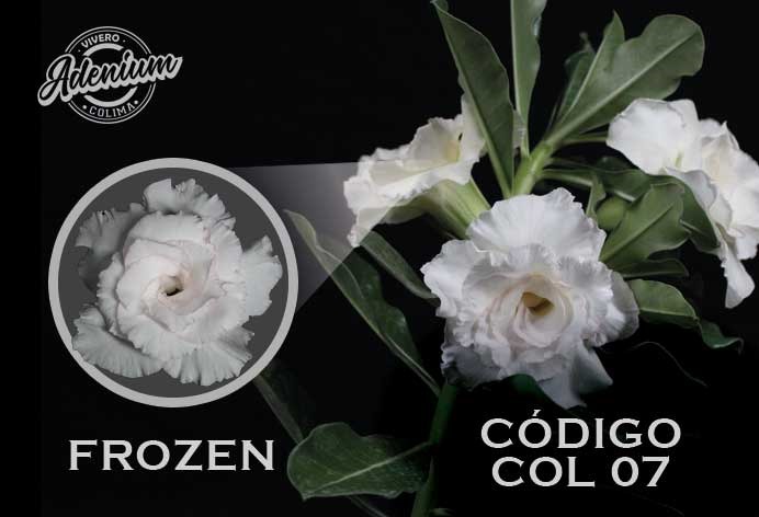 COL/07 FROZEN PREMIUM