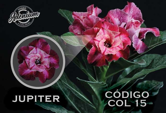 COL/15 JUPITER PREMIUM