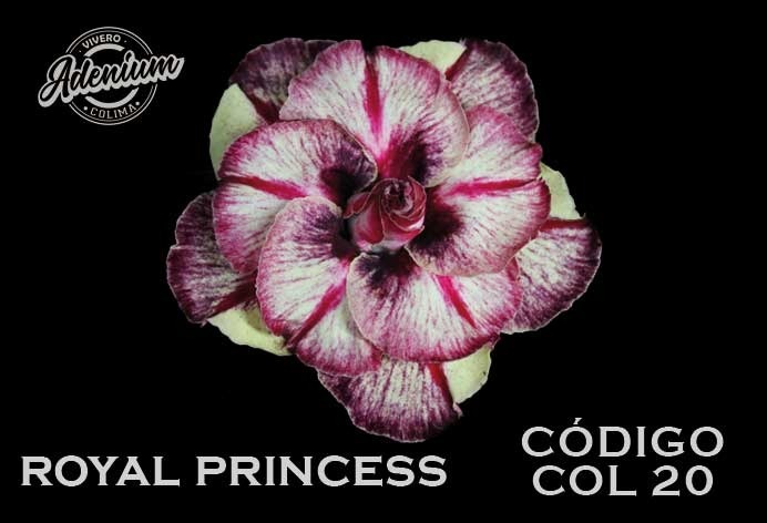 COL/20 ROYAL PRINCESS PREMIUM