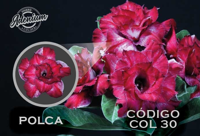 COL/30 POLCA PREMIUM