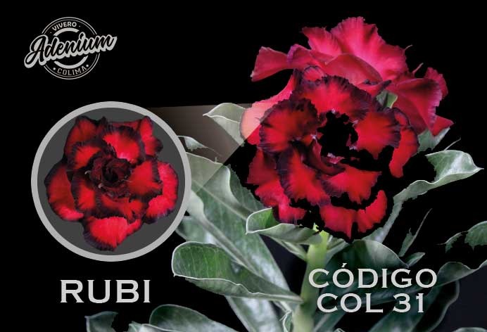 COL/31 RUBI PREMIUM