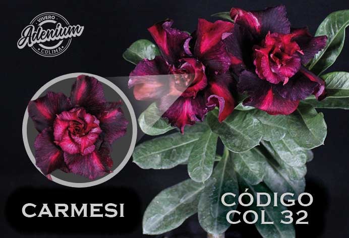 COL/32 CARMESI PREMIUM