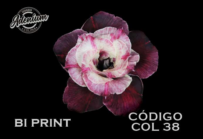 COL/38 BI PRINT PREMIUM